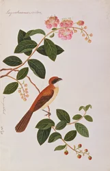 Brown Shrike, from Drawings of Birds from Malacca